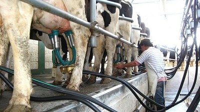 Día Mundial de la Leche: con el foco puesto en la calidad
