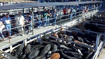 Mercado de Liniers: plaza firme y nuevos récords en el marco de un remate especial