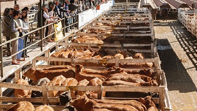 Precios récord en el Mercado de Liniers por la escasez de oferta