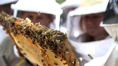 La cadena apícola actualizará su Plan Estratégico