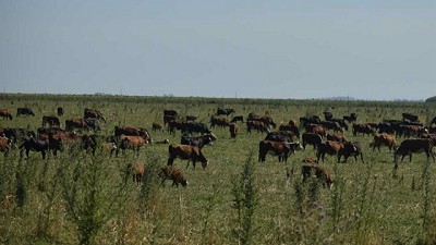 Córdoba: una fundación de ingleses y argentinos hace 100% de producción orgánica