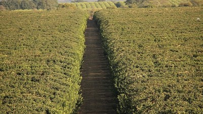 San Miguel desembarca en Estados Unidos para distribuir fruta fresca