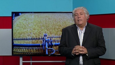 El trigo disponible vale US$ 60 más que el de 2019