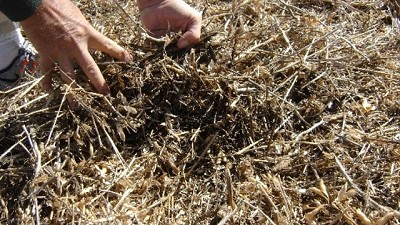 Trigo y fertilización. 