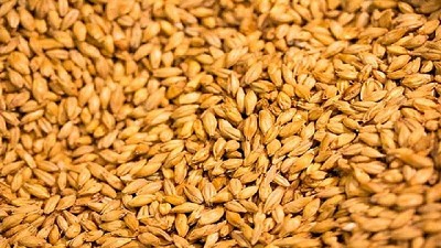 En Buenos Aires, crece el protagonismo de la cebada 