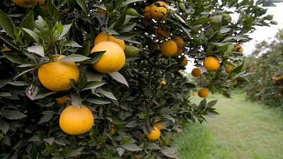 Argentina logró la apertura de los mercados de naranjas, limones y ajos a Colombia