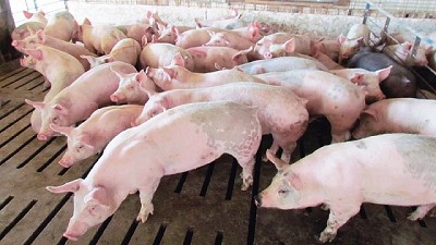 A pesar del crecimiento de la producción, Argentina enfrenta un déficit en carne porcina