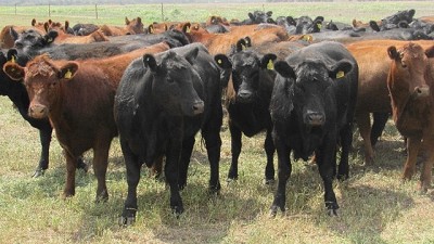 Mejoran los valores de la invernada