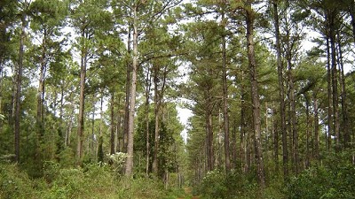 Gran expectativa en el sector forestal por el lanzamiento ForestAR 2030