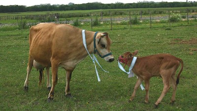 Dos fondos toman el control del laboratorio que clonó la primera vaca en la Argentina