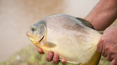 El desafío de producir los peces que demanda el mundo