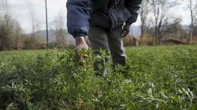 Aprueban una variedad de alfalfa genéticamente modificada