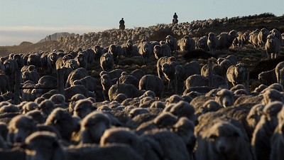 Japón, próximo destino: la carne de la Patagonia apunta a ganar en un mercado exigente