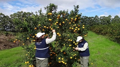 Entre Ríos: avanza la ejecución del plan de contingencia por HLB