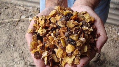 Ganadería: alternativas para diseñar nuevas dietas