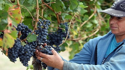 Avanza la segunda etapa del plan de reconversión vitícola en Mendoza 