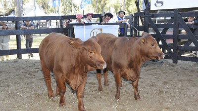Brangus mostro la mejor genetica