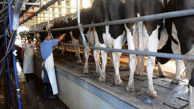 La producción, las exportaciones y el consumo de leche, en alza