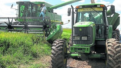 Arroz: aseguran que terminó una campaña de extremos