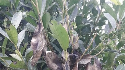 Misiones: detectan hongo que afecta a la yerba mate