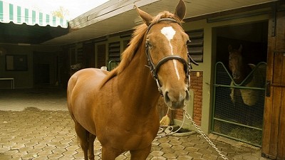 Precaución sanitaria ante la notificación de influenza equina en Uruguay