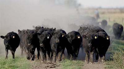 El stock bovino ya recuperó 6,5 millones de cabezas