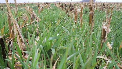 Luego de la trilla, hay que cuidar el suelo para seguir