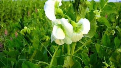 Los beneficios de elegir un invierno con legumbres