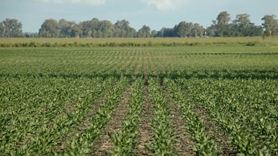 Con la devaluación bajó el peso impositivo sobre la renta agrícola