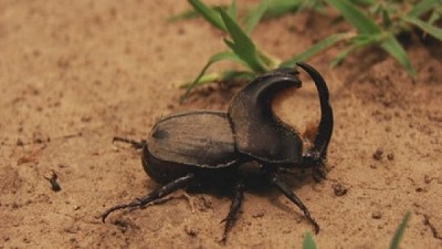 Caminar los lotes para prevenir daños de bicho torito