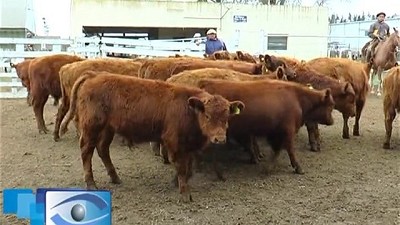 La inflación se refleja en los remates de invernada