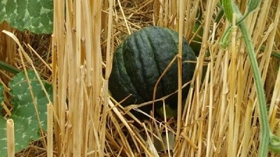 En siembra directa, el zapallo duplica los rindes