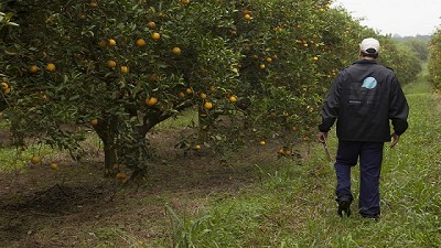 Se realiza la semana de monitoreo intensivo por HLB