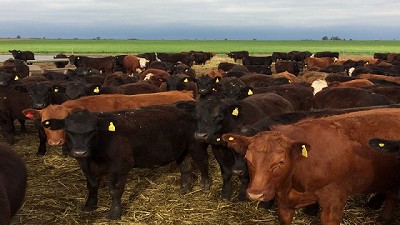 Perú busca habilitar nuevas plantas argentinas de carne bovina