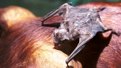 Alertan sobre brote de rabia de murciélagos que afecta a bovinos y equinos en Córdoba