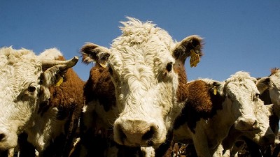 Por la devaluación, la Argentina tiene el novillo más competitivo de la región