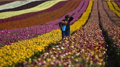 Israel, un paradigma tecnológico de la agricultura mundial