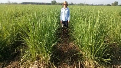 Evalúan cómo mejorar los suelos productivos con vinaza