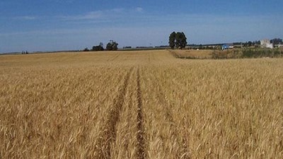 Más hectáreas, más fertilización, la región sube la apuesta por el trigo - GEA - BCR