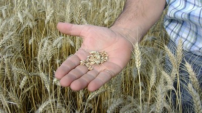 Trigo. La trazabilidad, una materia pendiente