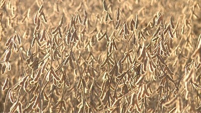 Es la soja, estúpido..., por Héctor A. Huergo