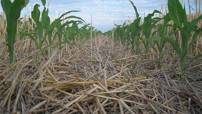 Un nuevo punto de partida económico: la bioeconomía respeta el ciclo de la vida