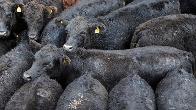 Mercado de Liniers: el paro penalizó la carga hacia Mataderos