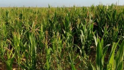 Estudian las comunidades de malezas para facilitar su control