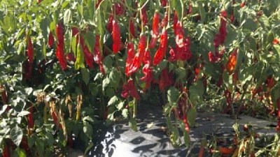 En Salta, el ají picante atrae a científicos y productores
