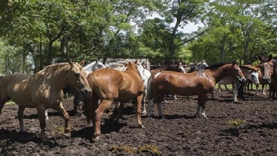 Brasil alertó por un equino enfermo con virus del Oeste del Nilo