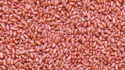 Syngenta potencia la eficiencia y seguridad para el tratamiento de semillas