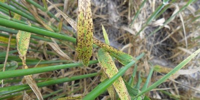 Herramientas para controlar epidemias de enfermedades en trigo y cebada