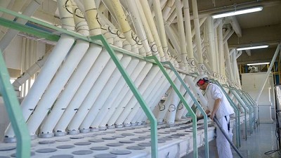 Trigo: la molienda en el primer cuatrimestre fue la más alta de los últimos cinco años