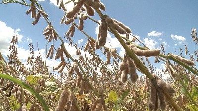 En el 2017 creció un 3% la superficie con cultivos transgénicos a nivel global